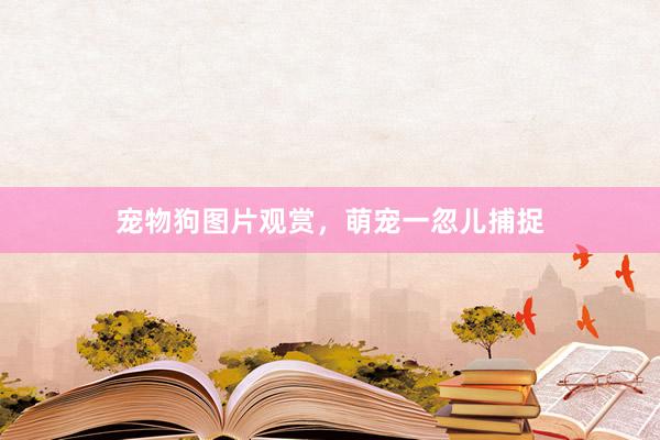 宠物狗图片观赏，萌宠一忽儿捕捉